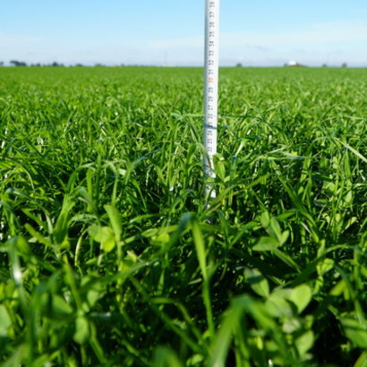 BG13 5 tygodni po siewie.jpg